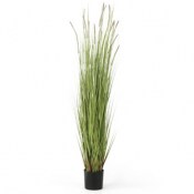 pilma-canavera-plant-180cm