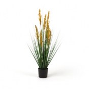 pilma-graminea-plant-85cm